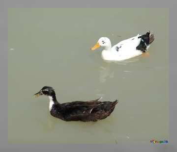 FX №77555 Ducks on water