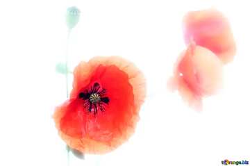 FX №77441 flowers poppies on white