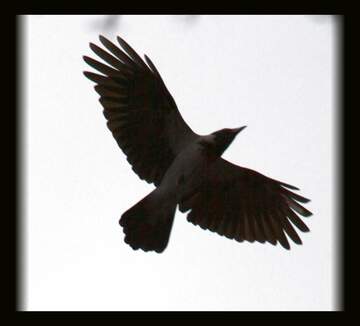 FX №77654 Fly Raven in frame