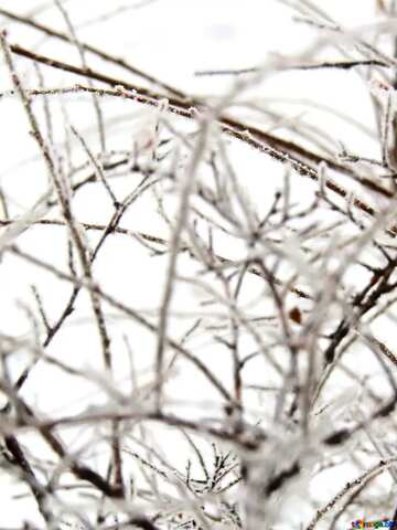FX №77754 Frozen branches    