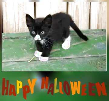 FX №77378 Happy Halloween cats