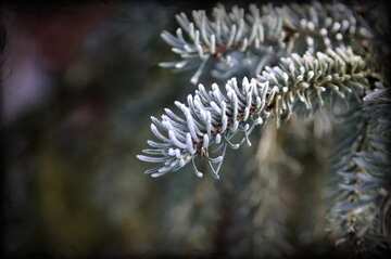 FX №77370 Hoarfrost on Christmas-tree needles 