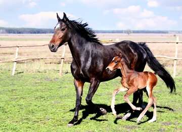 FX №77563 Horse and foal