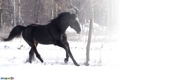 FX №77541 Horse Gallop on snow 
