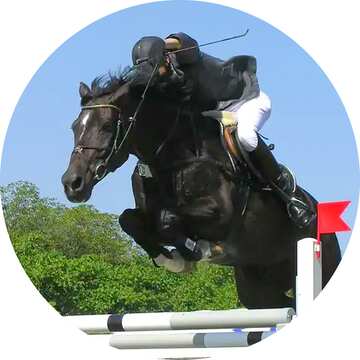 FX №77974 Horse Jump 