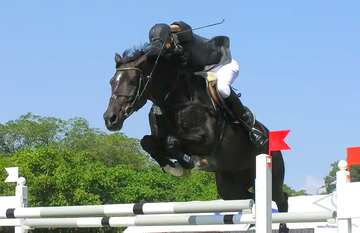 FX №77973 Horse Jump barrier    