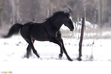 FX №77540 Horse Winter Gallop