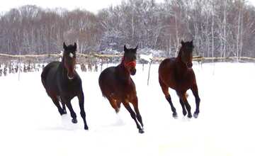 FX №77297 Horses run snow 