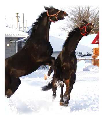 FX №77568 deux chevaux dans la neige