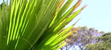 FX №77409 Palm trees