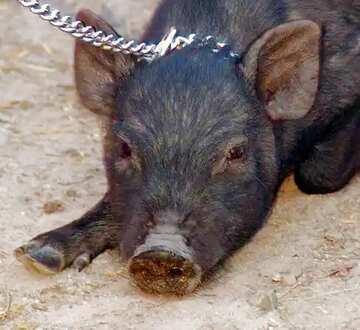 FX №77547 Pet pig 
