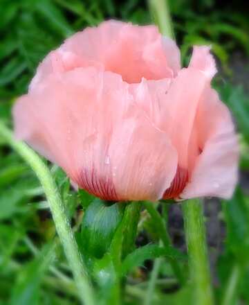 FX №77619 Pink poppy flower