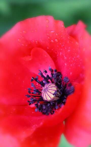 FX №77830 Poppy  background