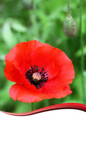 FX №77823 Poppy  flower card template