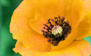 FX №77826 Poppy  yellow  