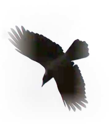 FX №77653 Raven  flying on white