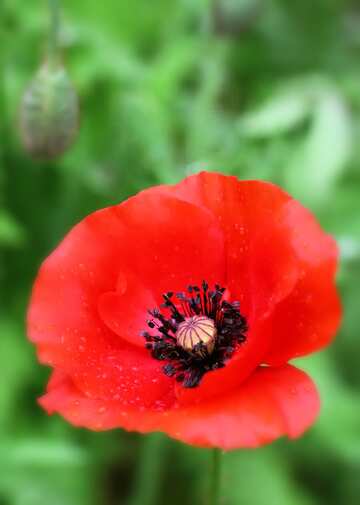 FX №77822 Red flower