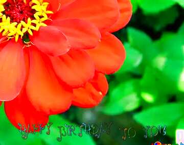 FX №77985 Red flower birthday card