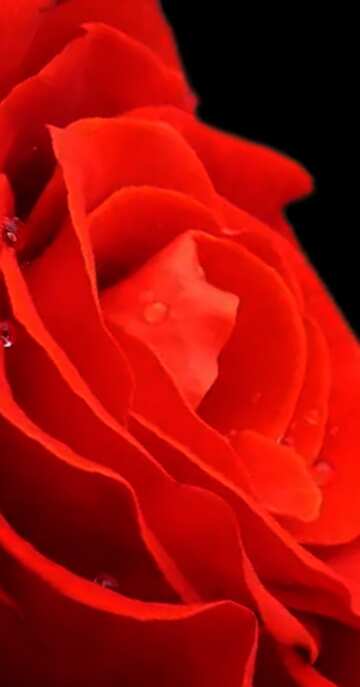 FX №77556 Red flower rose