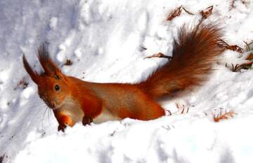 FX №77300 Red squirrel on snow