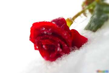 FX №77952 Rose on snow  