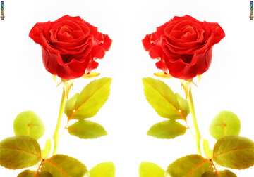 FX №77672 Two Rose 