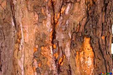 FX №77687 damaged tree bark 