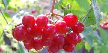 FX №77601 Viburnum berry