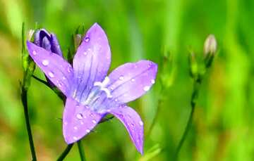 FX №77632 Water drops flower 