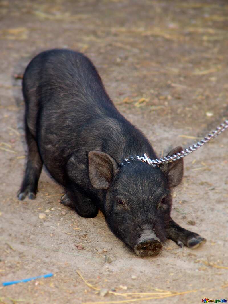 Black pig  №11264