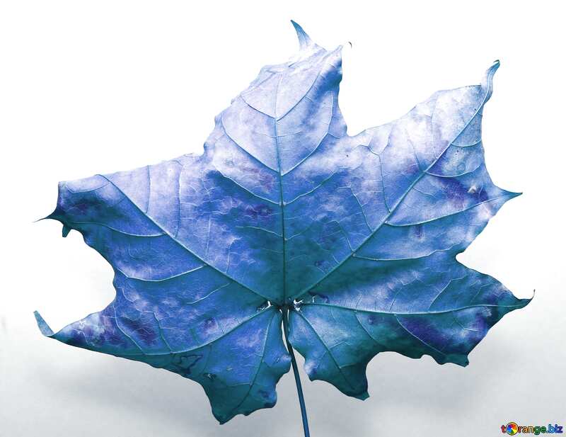 blue Autumn leaf  №37251