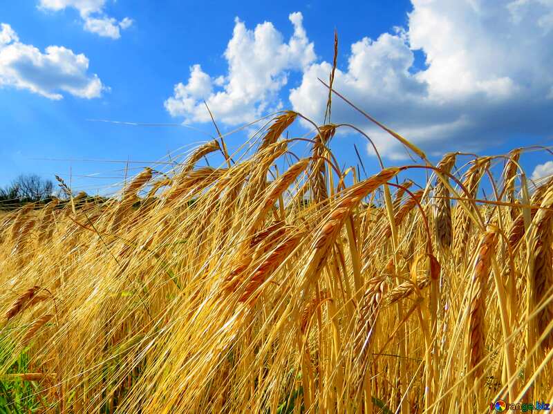Bread wheat  field  №32535