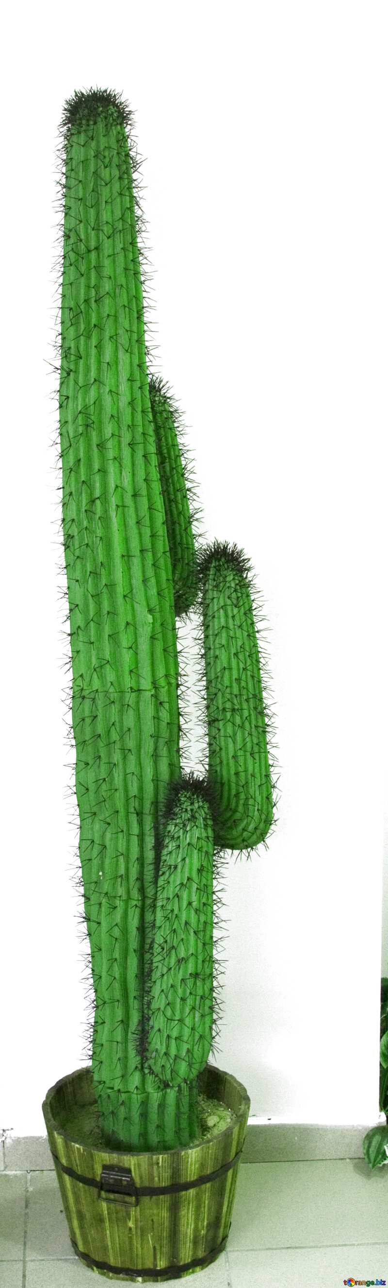 Cactus on white background №11323