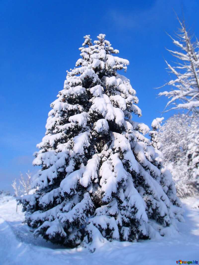 Christmas  Tree   covered snow №10551