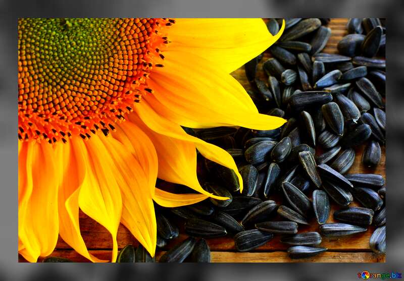 Wallpaper desktop sunflower seeds  №32751