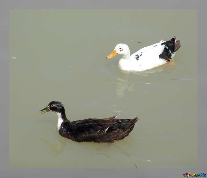 Ducks on water №8615
