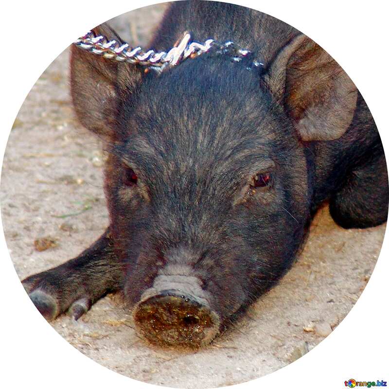 Face pig  Image for profile picture №11264