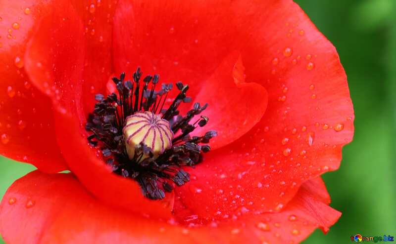 Poppy flower №34252