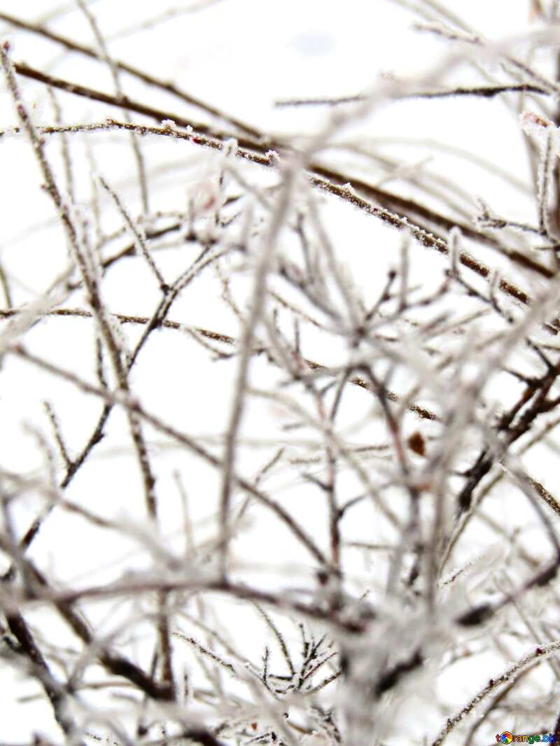 Frozen branches     №38158