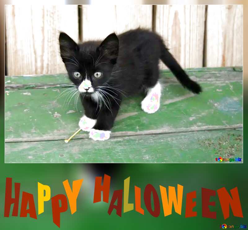 Happy Halloween cats №7497