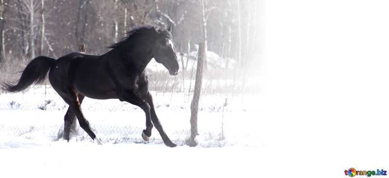 Horse Gallop on snow  №467
