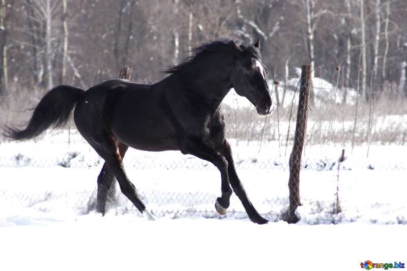 Horse Winter Gallop №467
