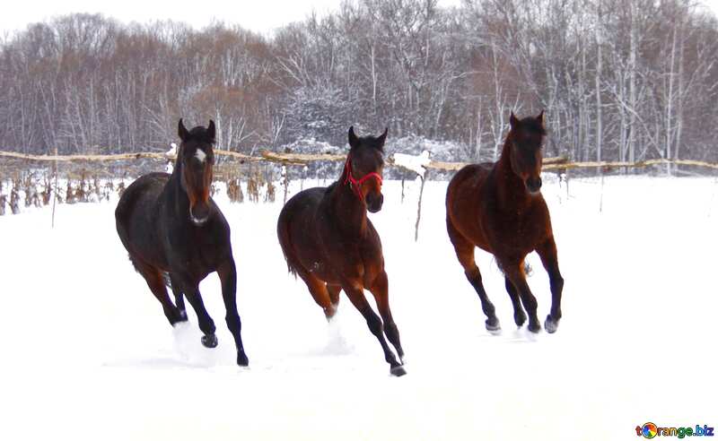 Horses run snow  №3982