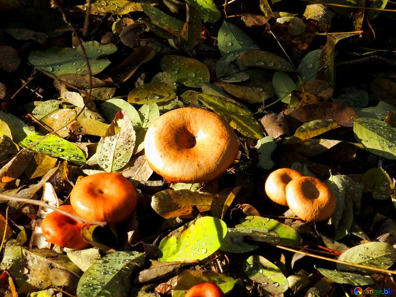 Autumn mushrooms in forest №24883