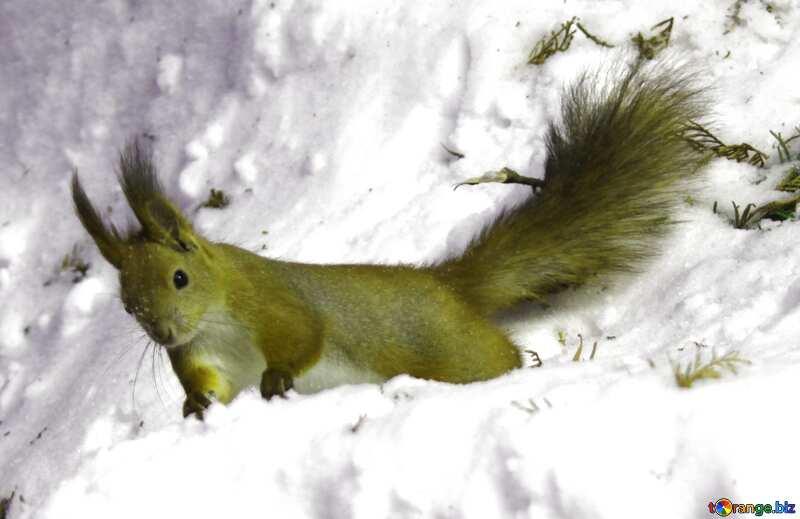 Red squirrel o №4140