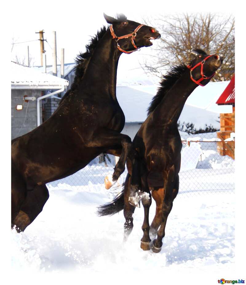 deux chevaux dans la neige №3973