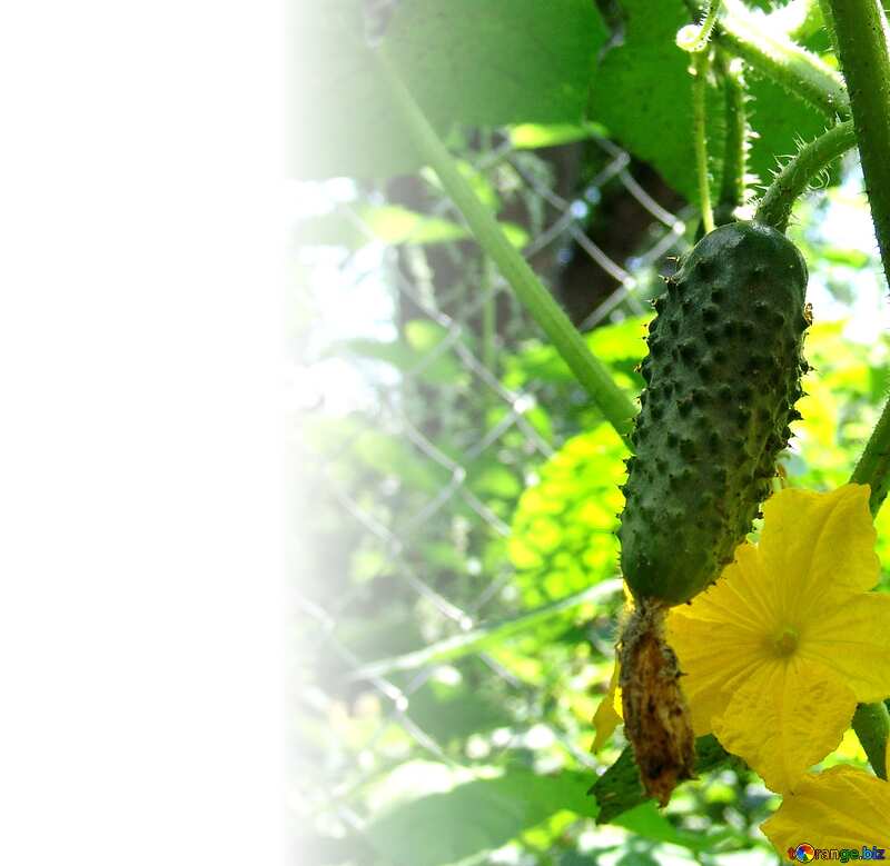 Organic cucumber in garden  №1738
