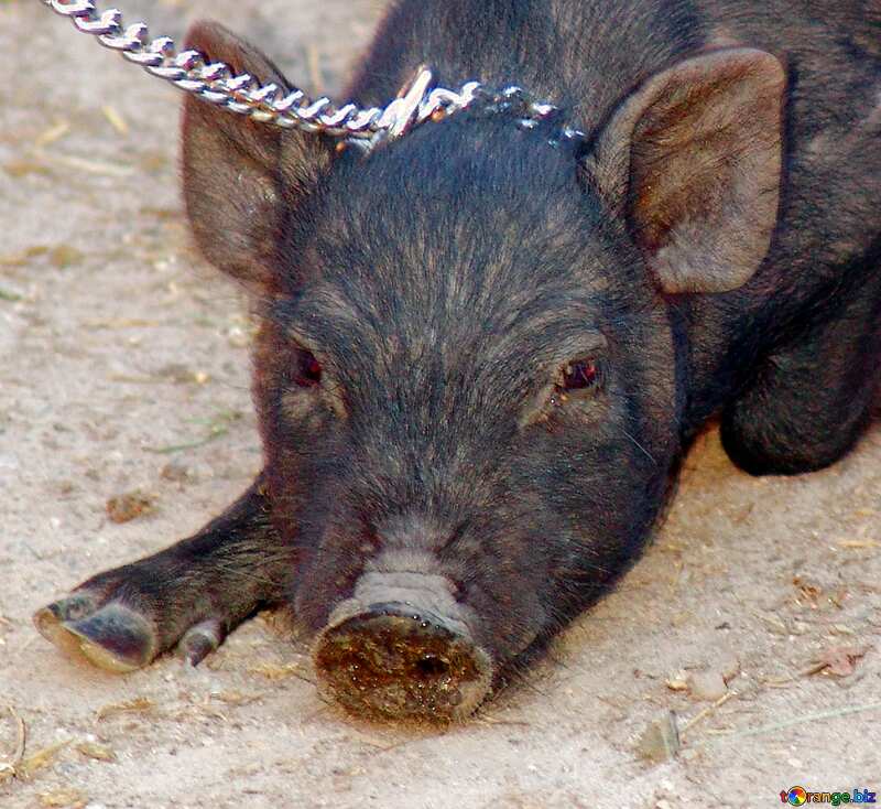 Pet pig  №11264