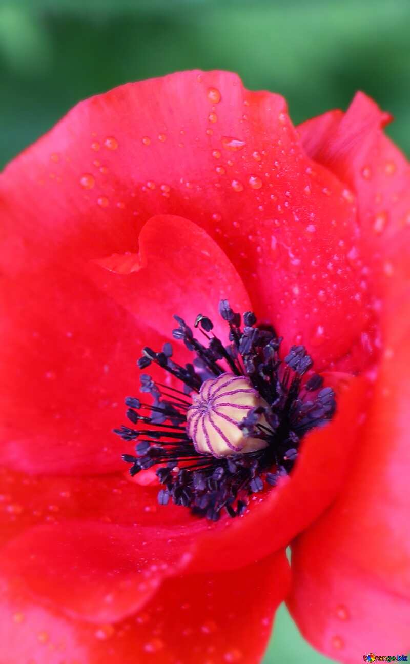 Download free picture Poppy background on CC-BY License ~ Free Image Stock tOrange.biz ~ fx №77830