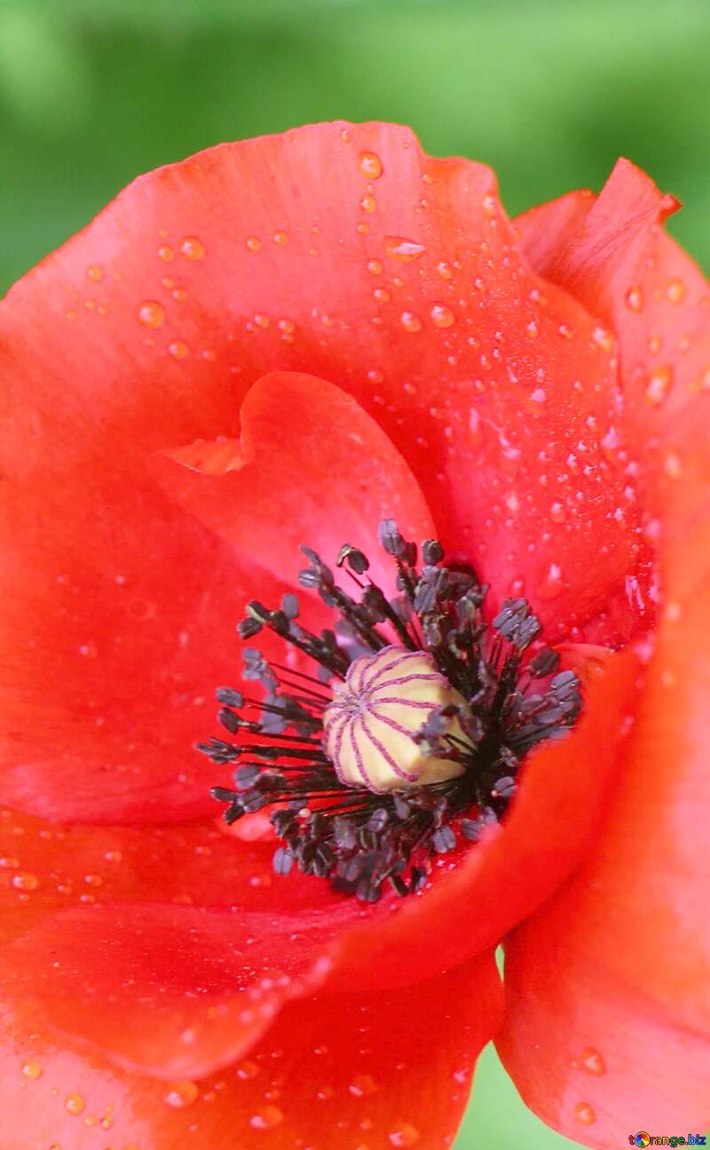 Poppy flower №34252